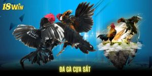 Đá gà cựa sắt