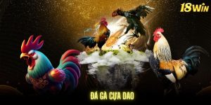 Đá gà cựa dao